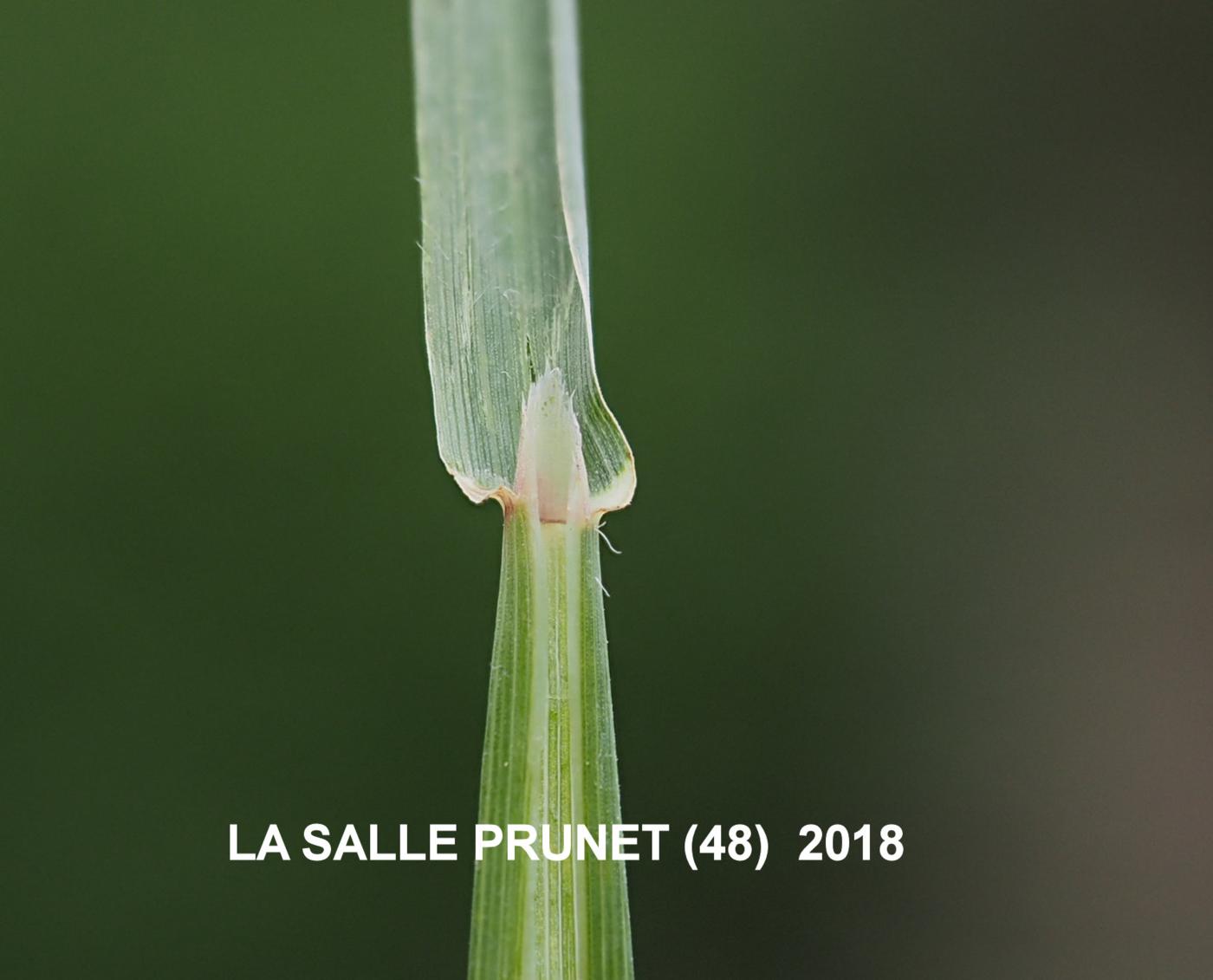 Oat, Slender leaf